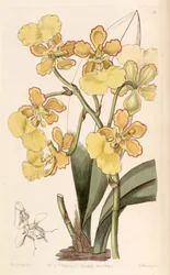 Trichocentrum bicallosum